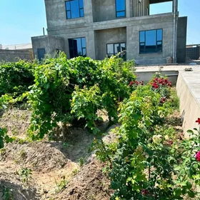 Киров Рухыет кошки 16сот 5ком