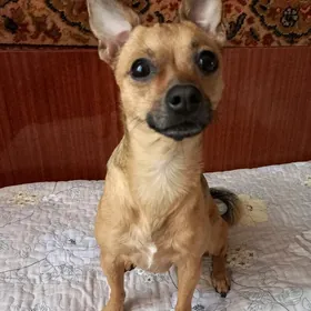 тойтерьер на вязку