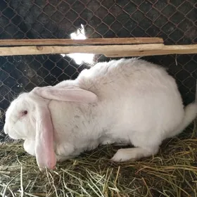 Товшан.Великан.