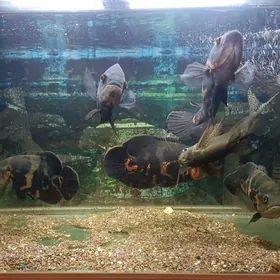 астранотусы