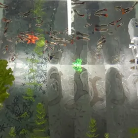 Akwaryum balyklary bilen