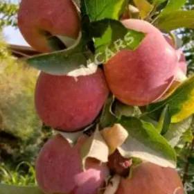 miweli baglaryň nahallary