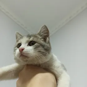 Котёнок Pişijik