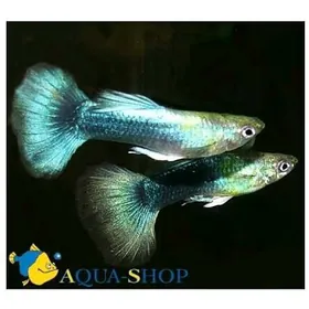 Akwarum balygy Guppi