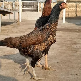 satlyk Bayes Maki Horaz