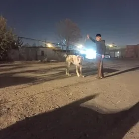 Alabay it turkmen gujuk