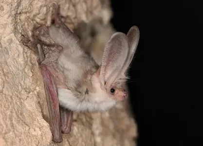 В Туркменистане найден редкий вид летучей мыши: его не видели уже 55 лет