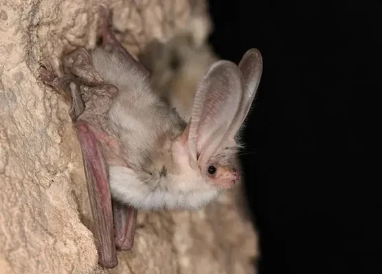 В Туркменистане найден редкий вид летучей мыши: его не видели уже 55 лет