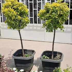 SATLYK MAGAZIN, САТЛЫК МАГАЗИН