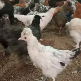 yerli balakly balgar jüyje