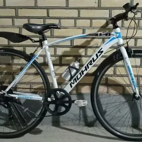 Tigir welisopet arginal Japan