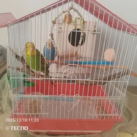 волнистые попугаи