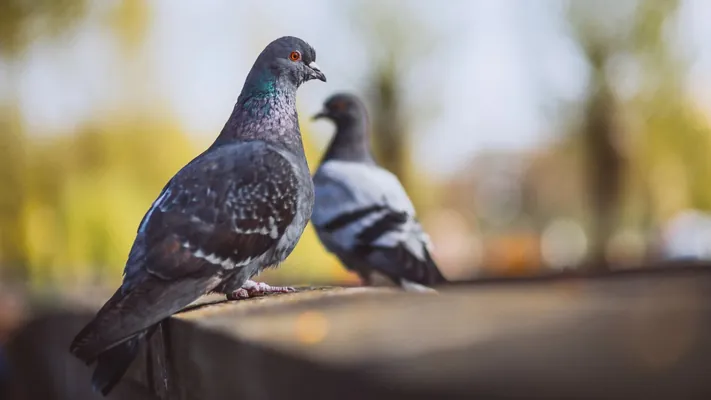 Gögerçiniň dersinde adamlar üçin howply, BSGG-niň sanawyna girýän patogenler tapyldy