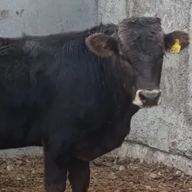 ARGİNAL ŞWES ÖKÜZ