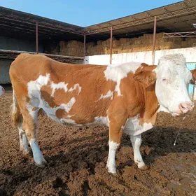 симментал сыгыр