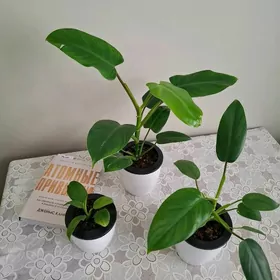 gul комнатные растения