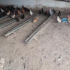 домашний товук