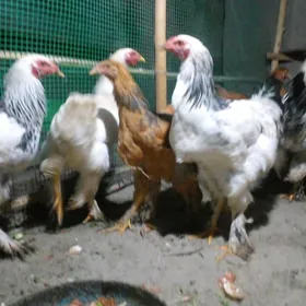 Brama Брама jüyje horaz