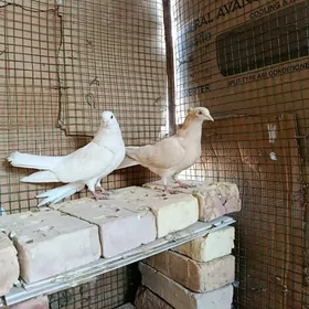 𝚔𝚎𝚙𝚍𝚎𝚛𝚒 ️️