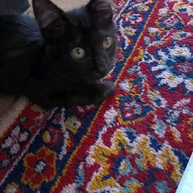 котёнок 3 месяца