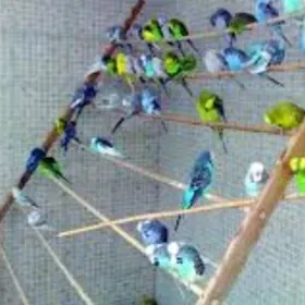 Gus imleri hemde dermanlary