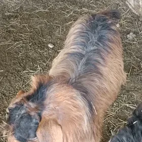 çewiş ikisem erkek