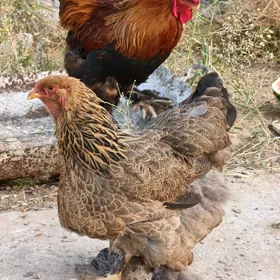 HORAZ TOWUK ХОРАЗ ТОВУК