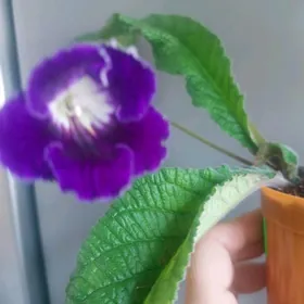 стрептокарпус