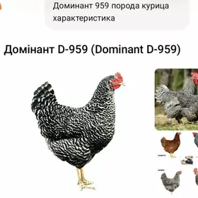 даминанд.    йумртка