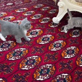 вислауха парода