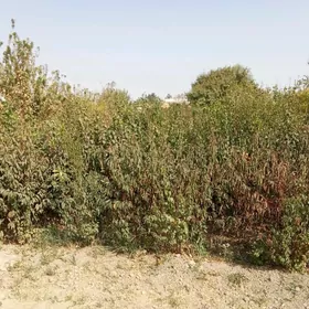 miweli sapma baglar görnüşler