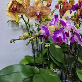 орхидея