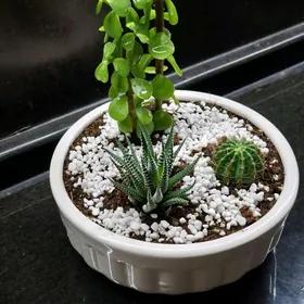 мини сад из суккулентов