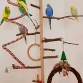 продаются волнистые попугаи