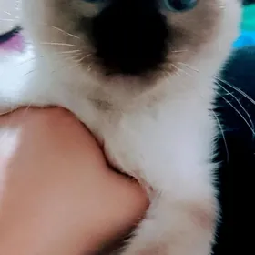 сиянискы пишик