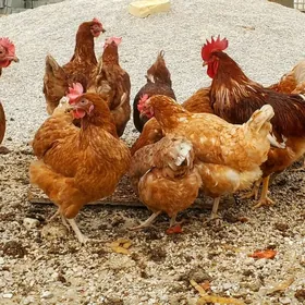 Lohman brown ýumurtga