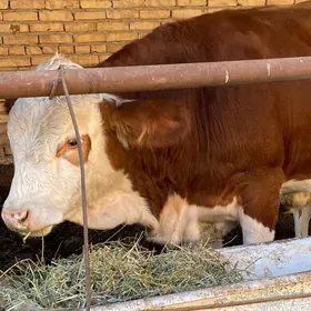 симинтал окуз