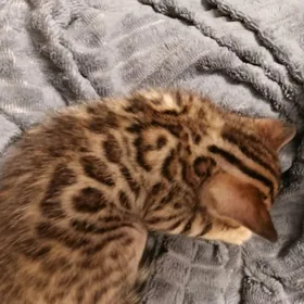 bengal бенгал котята