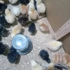 loman brawn we ataks juje