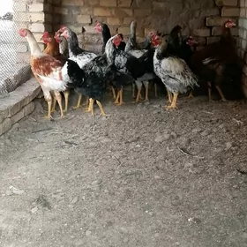 гигант хораз