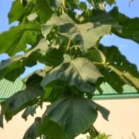 pawlonya  павлония