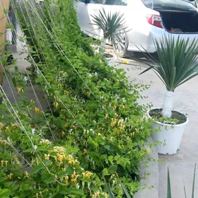 Jimlis Jasmin cyrmas