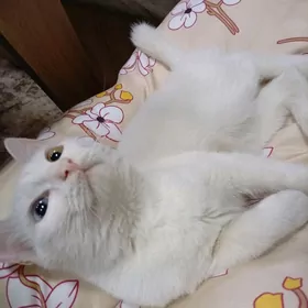 кот порода кхоа мани 6 месяцев