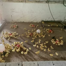 ordek juyje15 gunluk