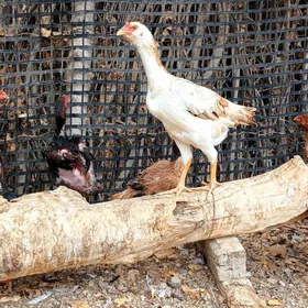 TAŞKENT HORAZ BAYES MAKI