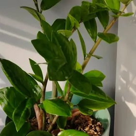 Замиокулькас цветы дом