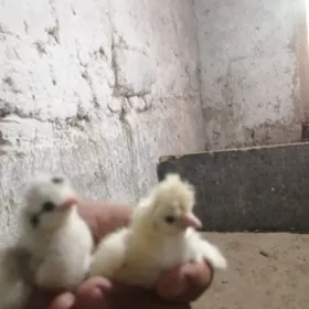 парода жуйже чыкарярыс