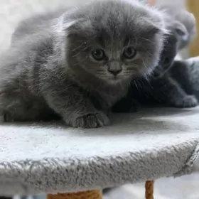 Шотландские котята