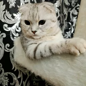 Кот для вязки