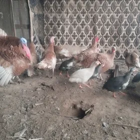 induk индюк ýumurtga